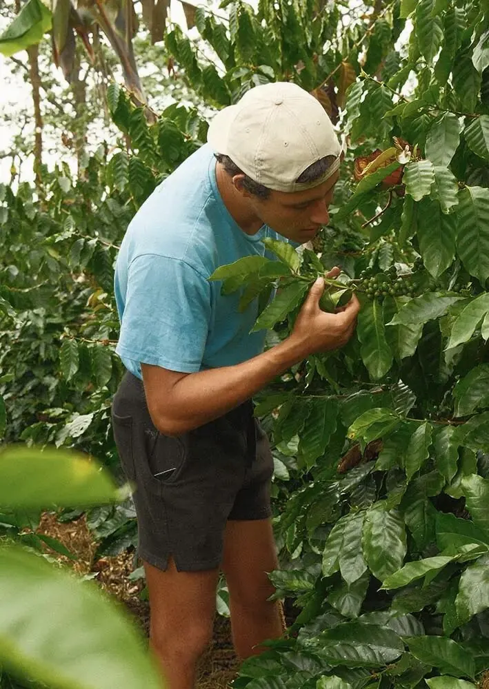 Bernie Jácome revisando las cerezas de un cafeto en Rancho Bravo
